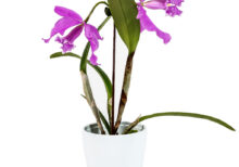 Cattleya máxima