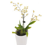 Oncidium twinkle
