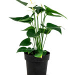 Anturios Premium Holandeses Blanco