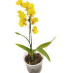 Oncidium