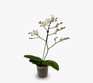 Orquídeas Mini