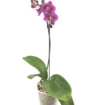Mini-Orquídea phalaenopsis premium Fucsia
