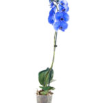 Phalaenopsis azul